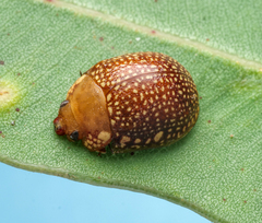 Paropsis bovilli