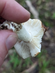 Russula pusilla