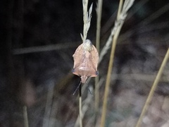 Carpocoris fuscispinus