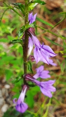 Lobelia puberula