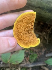 Pseudomerulius curtisii