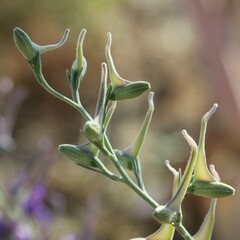 Delphinium halteratum