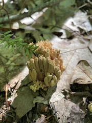 Ramaria