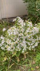 Symphyotrichum urophyllum