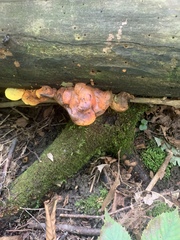 Pseudomerulius curtisii