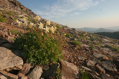 Aquilegia pubescens