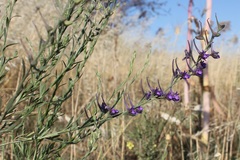 Delphinium halteratum