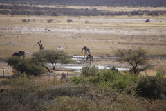 Giraffa camelopardalis angolensis