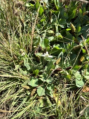 Anemopsis californica