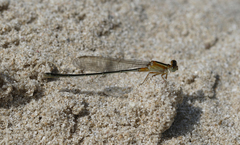 Ischnura senegalensis