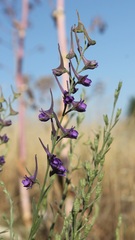 Delphinium halteratum