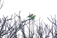Brotogeris chiriri