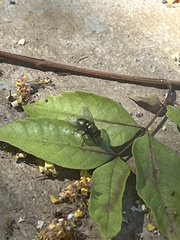 Lucilia coeruleiviridis