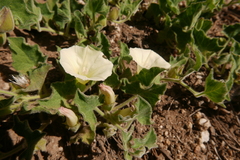 Calystegia malacophylla