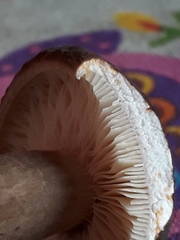 Lactarius picinus