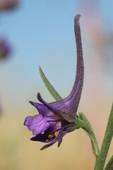 Delphinium halteratum