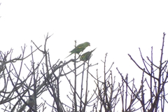 Brotogeris chiriri