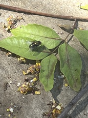Lucilia coeruleiviridis