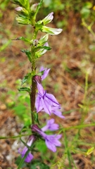 Lobelia puberula