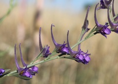 Delphinium halteratum