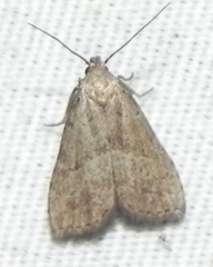 Hypenodes fractilinea