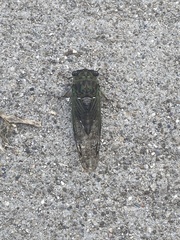 Neotibicen