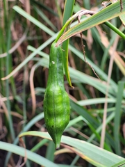 Iris pseudacorus