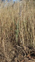 Delphinium halteratum
