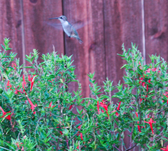 Archilochus colubris