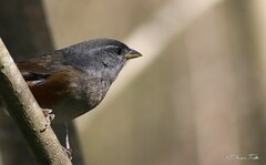 Microspingus cabanisi