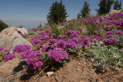 Calyptridium monospermum