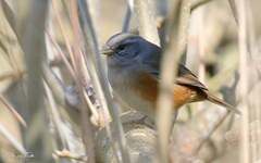 Microspingus cabanisi