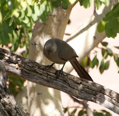 Corythaixoides concolor