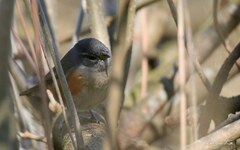 Microspingus cabanisi