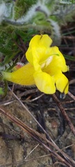 Aureolaria pectinata