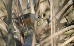 Microspingus cabanisi