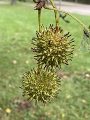 Liquidambar