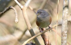 Microspingus cabanisi