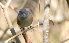 Microspingus cabanisi