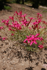 Ipomopsis aggregata bridgesii