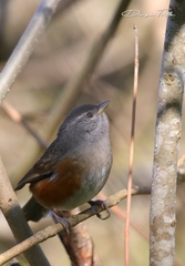 Microspingus cabanisi