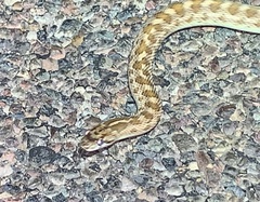 Arizona elegans