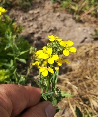 Erysimum aureum
