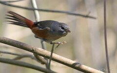 Microspingus cabanisi