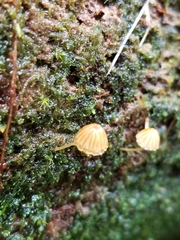 Mycena corticola