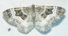 Epirrhoe alternata