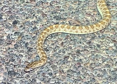 Arizona elegans