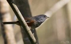 Microspingus cabanisi