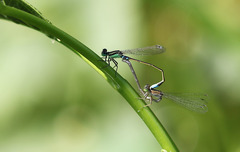 Ischnura senegalensis