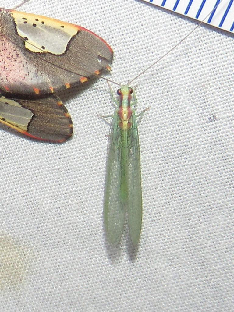 Meleoma pinalena